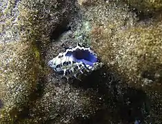 Morula aspera