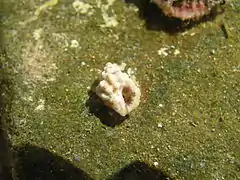 Morula nodicostata