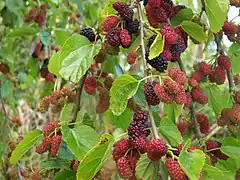 Variété à fruits rouges
