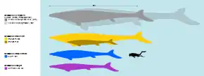 Schéma montrant les différentes tailles des divers espèces de Mosasaurus.