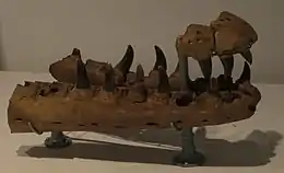 Partie fragmentaire avant du museau de Mosasaurus hoffmannii, présentant une fracture infectée du côté gauche de la mâchoire inférieure.