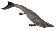 Reconstitution en image de synthèse d'un reptile marin gris sur fond blanc.