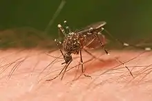 Mosquito