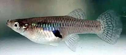 Poisson vu de profil.