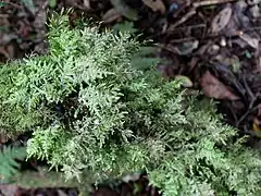 Eurhynchium praelongum&nbsp;(en), l'Eurhynchie allongée, plante vivace à tige rampante, humo-terricole.