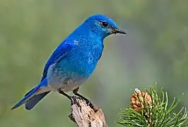 Merlebleu azuré