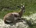 Gazelle des montagnes.
