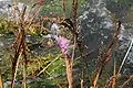Inflorescences de Mourera fluviatilis émergeant de l'eau