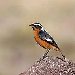 Phoenicurus moussieri male.