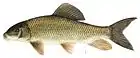 Chevalier blanc (Moxostoma anisurum)