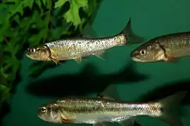 Moxostoma sp.