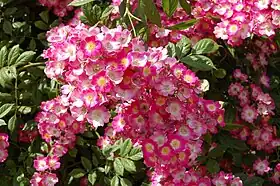 Rose 'Mozart' (1936)
