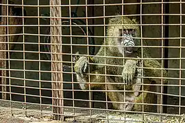 Singe au parc