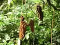 Gousses de Mucuna urens à la Monteverde Cloud Forest Reserve, autour de 1&nbsp;500&nbsp;m d'altitude (Costa Rica)