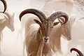 Mouflon à manchettes