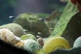 Une petite famille de Neolamprologus multifasciatus (eau douce) au-dessus de leurs coquilles vides