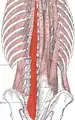 Le muscle multifide