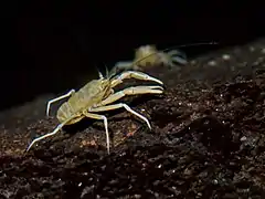 Munidopsis polymorpha, un Munidopsidae
