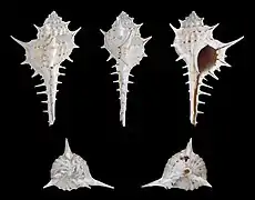 Murex carbonnieri.