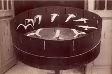 Jouet optique contenant des oiseaux blancs