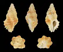 Muricopsis honkeri.