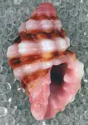 Muricopsis rosea