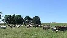 Troupeau présentant des nuances de gris.