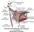 Muscle génio-hyoïdien (en rouge).
