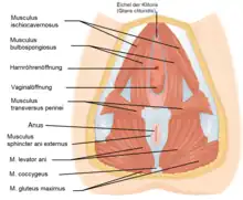 Schéma commenté avec la position et les zones d'insertion des muscles.