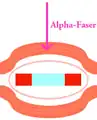 Fibre alpha