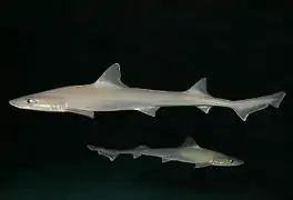 Mustelus canis