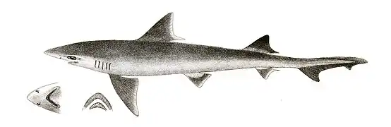 Mustelus manazo