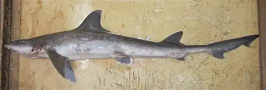 Mustelus mosis