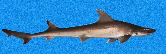 Mustelus norrisi