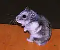 Hamster russe