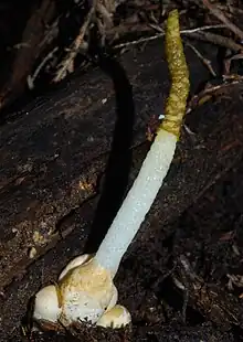 Mutinus borneensis