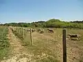 Le communal d'Écault, enclos pour moutons