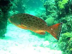 Mycteroperca venenosa