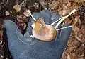 Clethrionomys glareolus