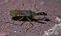 Myodochini : Myodocha serripes, Oklahoma (États-Unis).