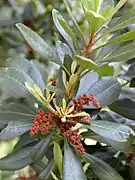 Myrica faya