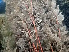 Myriophyllum sp.