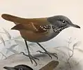 Planche zoologique par John Gerrard Keulemans, 1902
