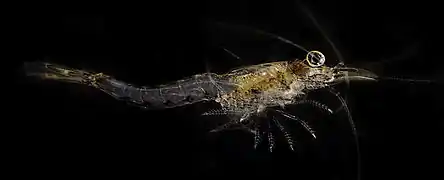 Mysis relicta