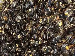 Mytilus californianus