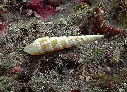 Myurella affinis