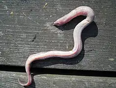Myxine glutinosa