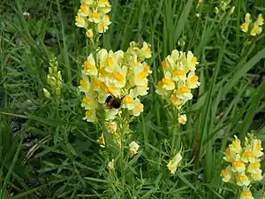 Fleurs de Linaire commune.