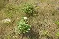 Le plant d’un an montre une croissance lente.