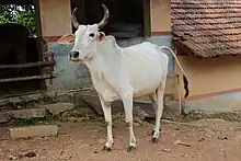 Photo couleur d'une vache blanche à muffle et fouet de queue noir, dans une rue en terre battue.